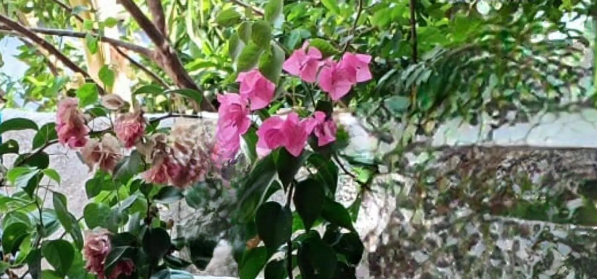 Apartment Oasis Homestay Kochi